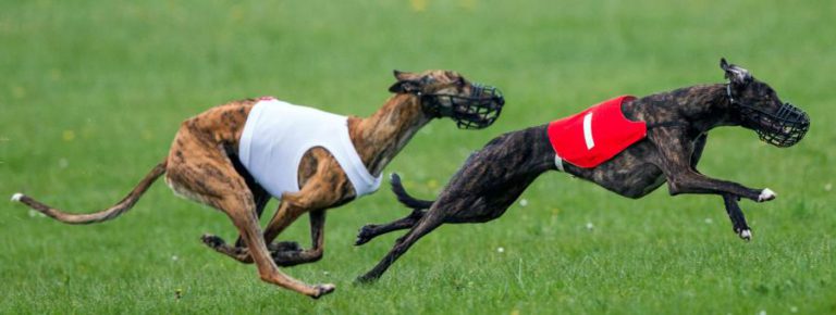 MAIS DE 450 GALGOS AINDA NO CANÍDROMO DE MACAU, ALGUNS EM PERIGO DE VIDA