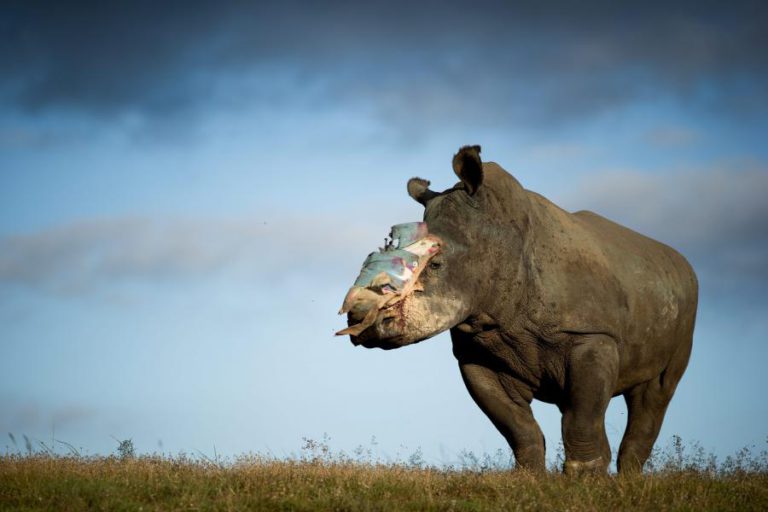 BOTSUANA DISPOSTO A AJUDAR MOÇAMBIQUE A COMBATER CAÇA FURTIVA