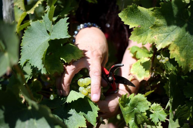 PRODUÇÃO DE VINHO EM 2018 DEVERÁ SER A MENOR DOS ÚLTIMOS 20 ANOS