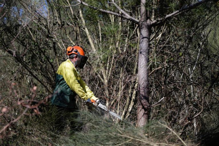 GOVERNO ADMITE QUE VENDA DA MADEIRA DAS MATAS ARDIDAS “CORREU MENOS BEM”