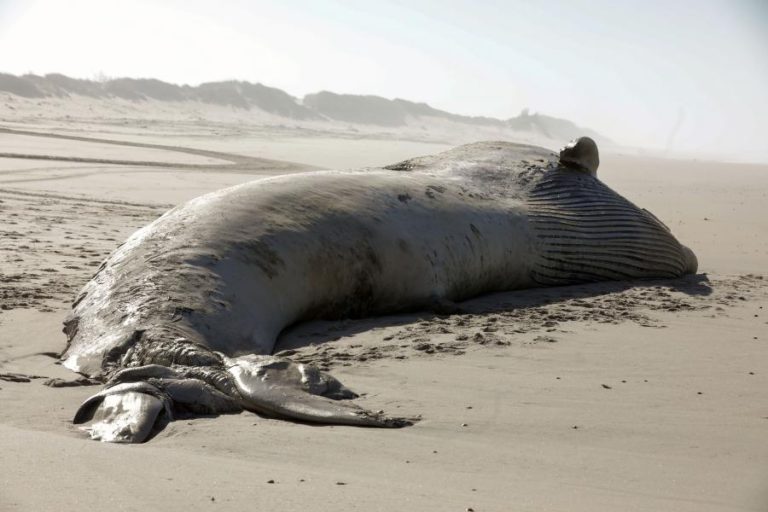 BALEIA MORTA QUE DEU À COSTA EM MIRA REMOVIDA NO MÁXIMO ATÉ QUARTA-FEIRA DE MANHÃ