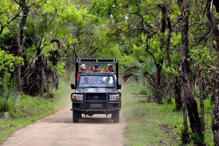 TREZE MOÇAMBICANOS E SETE CHINESES DETIDOS NA POSSE DE MADEIRA PROIBIDA NO PARQUE NACIONAL DA GORONGOSA