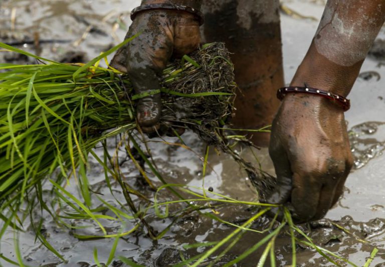 ANGOLA SÓ PRODUZ 6% DO ARROZ QUE CONSOME