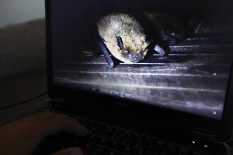 MORCEGOS PODEM SER CONTROLO EFICAZ E NATURAL DE PRAGAS