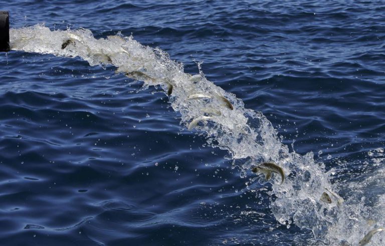 MINISTROS INICIAM NA 3.ª FEIRA MARATONA PARA FIXAR POSSIBILIDADES DE PESCA NA UE