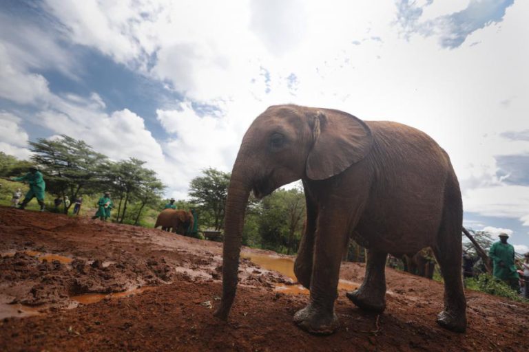 26 ELEFANTES MORTOS EM TRÊS MESES EM RESERVA NATURAL NO QUÉNIA