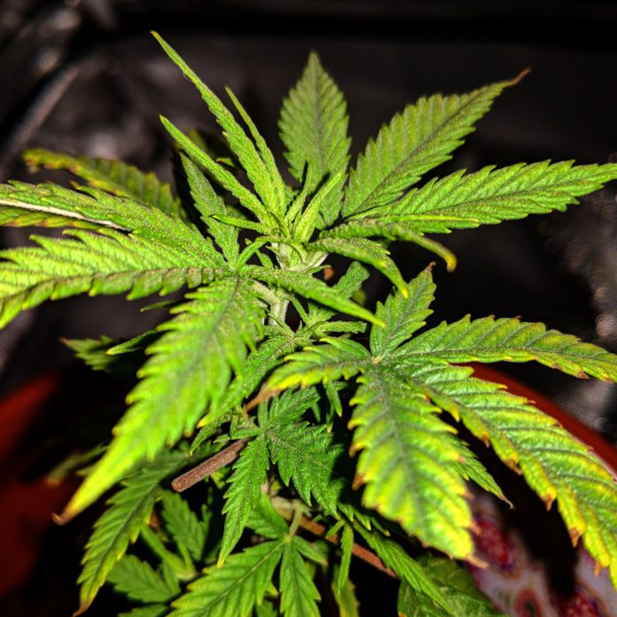 Foto: Pembroke Today