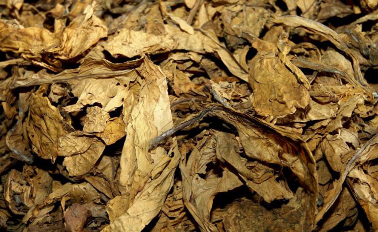 GNR APREENDE 400 QUILOGRAMAS DE FOLHA DE TABACO AVALIADOS EM 90 MIL EUROS