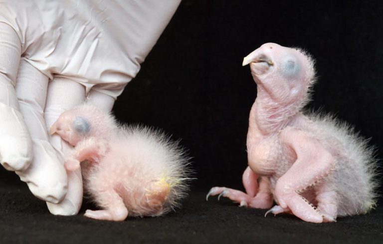 ESPÉCIES AMEAÇADAS SÃO MUITO MAIS QUE AS CLASSIFICADAS