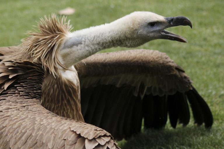 DOIS GRIFOS FORAM LIBERTADOS NO MONUMENTO NATURAL DAS PORTAS DE RÓDÃO