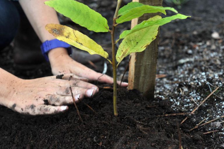 DIPLOMAS SOBRE DEFESA DA FLORESTA ENTRAM EM VIGOR NA TERÇA-FEIRA