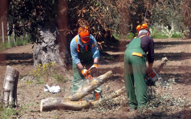 CAP AVISA QUE BACTÉRIA ‘XYLELLA FASTIDIOSA’ PODE SER “PROBLEMA MUITO GRAVE”
