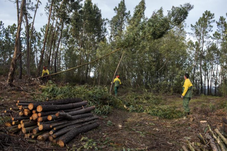 PRODUTORES FLORESTAIS PEDEM ADIAMENTO DO PRAZO PARA LIMPEZA DE TERRENOS
