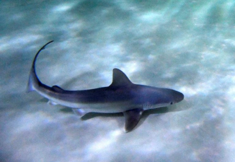 AUTORIDADES CABO-VERDIANAS APREENDEM 500 QUILOS DE TUBARÕES AMEAÇADOS DE EXTINÇÃO