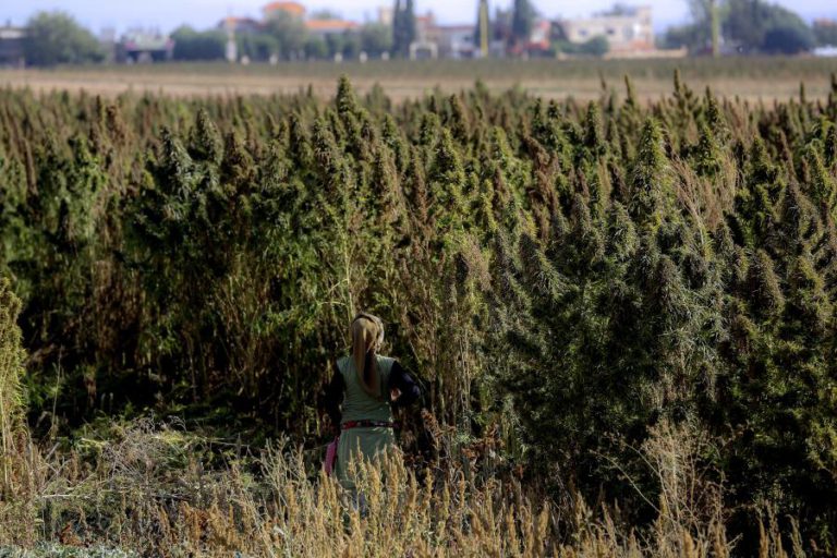 CULTIVO E COMÉRCIO DE CANÁBIS MEDICINAL SUJEITO A AUTORIZAÇÃO ANUAL DO INFARMED