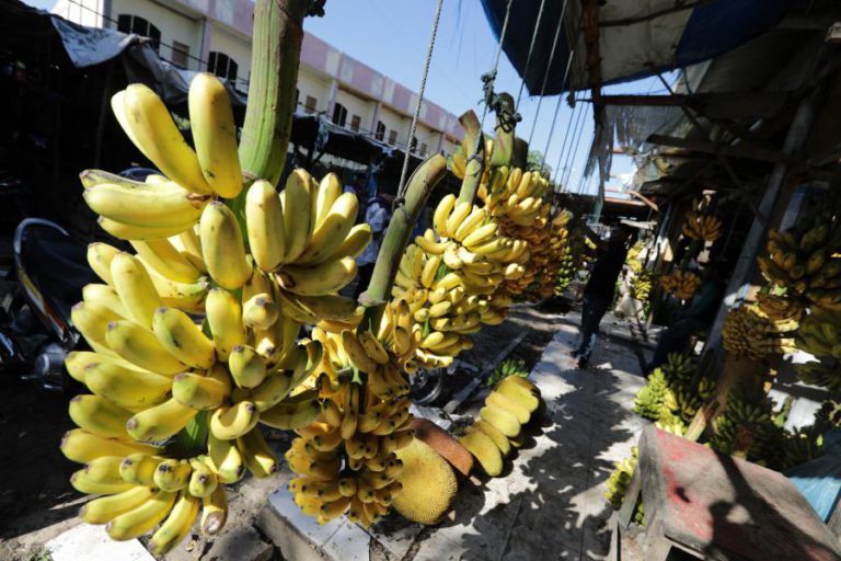PRODUÇÃO DE BANANA DA MADEIRA CAI 24% EM 2018 DEVIDO ÀS CONDIÇÕES CLIMATÉRICAS