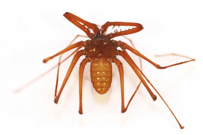 CIENTISTA PORTUGUESA DESCOBRE EM TIMOR-LESTE NOVA ESPÉCIE DE ANIMAL CAVERNÍCOLA