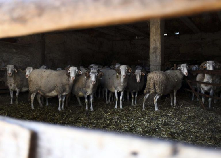 CÂMARA DE FORNOS DE ALGODRES PAGA SEIS EUROS POR CADA OVINO DA RAÇA SERRA DA ESTRELA
