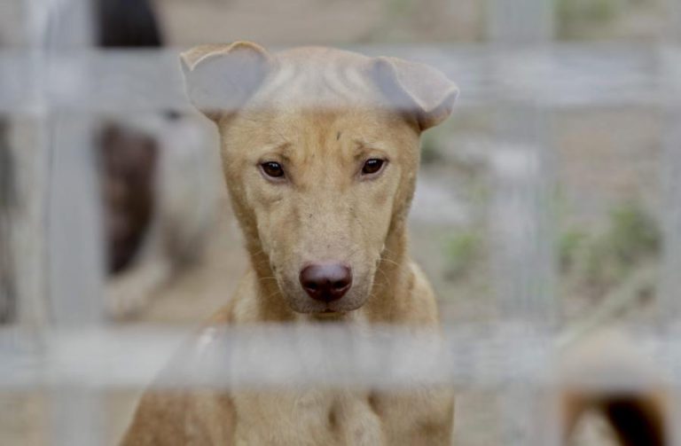 VAGOS ALERTA PARA EXISTÊNCIA DE “CENTENAS DE ANIMAIS ERRANTES” NA ÁREA DO CONCELHO