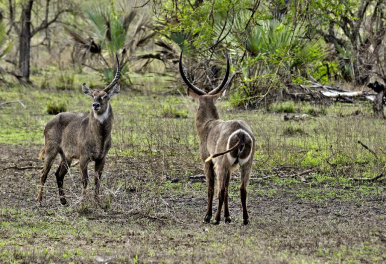 TRIBUNAL MOÇAMBICANO TRANSFERE PROCESSO DE CAÇADORES FURTIVOS DETIDOS NA GORONGOSA