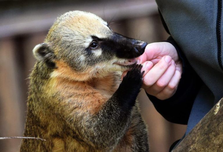 QUATRO ANIMAIS EXÓTICOS APREENDIDOS NA PET FESTIVAL EM LISBOA