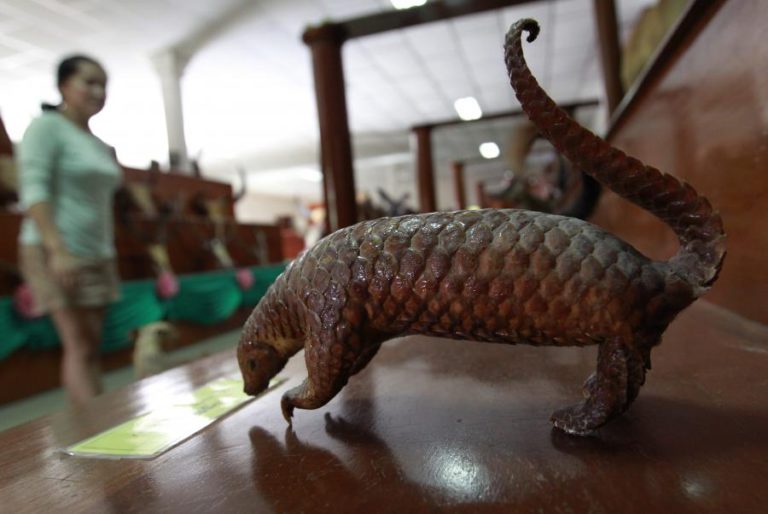 HONK KONG EFETUA APREENSÃO RECORDE DE ESCAMAS DE PANGOLIM, ESPÉCIE EM VIAS DE EXTINÇÃO