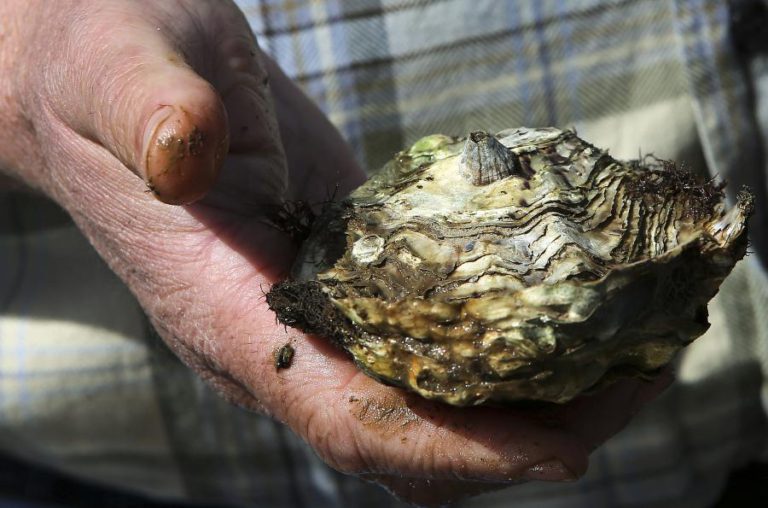 GNR APREENDEU QUASE UMA TONELADA DE OSTRAS EM ÍLHAVO