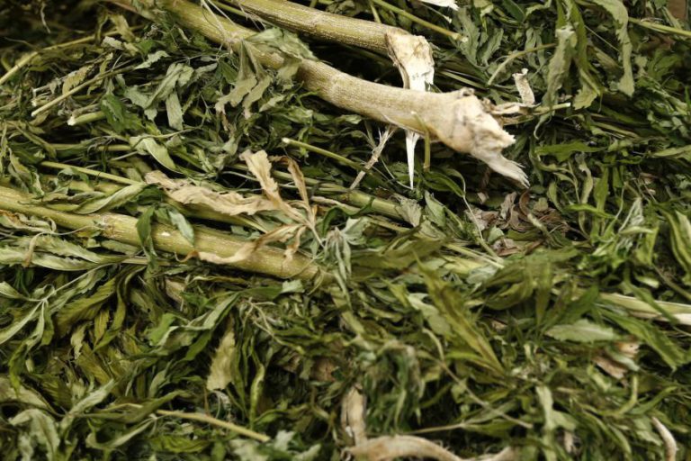 LEI DA CANÁBIS MEDICINAL ENTRA HOJE EM VIGOR, INFARMED VAI FORNECER INFORMAÇÃO ESPECÍFICA