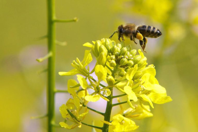 MAIOR ABELHA DO MUNDO REDESCOBERTA NA INDONÉSIA