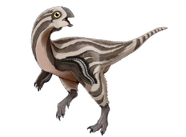 DESCOBERTA NA MONGÓLIA NOVA ESPÉCIE DE DINOSSAURO DO GRUPO DOS OVIRRAPTOSSAUROS