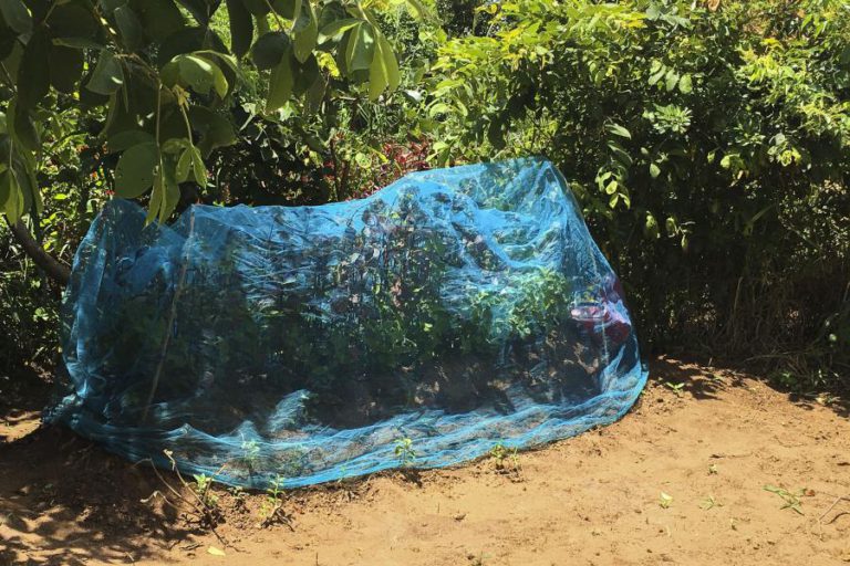 REDES MOSQUITEIRAS DE COMBATE À MALÁRIA USADAS PARA COBRIR TÚMULOS EM MOÇAMBIQUE