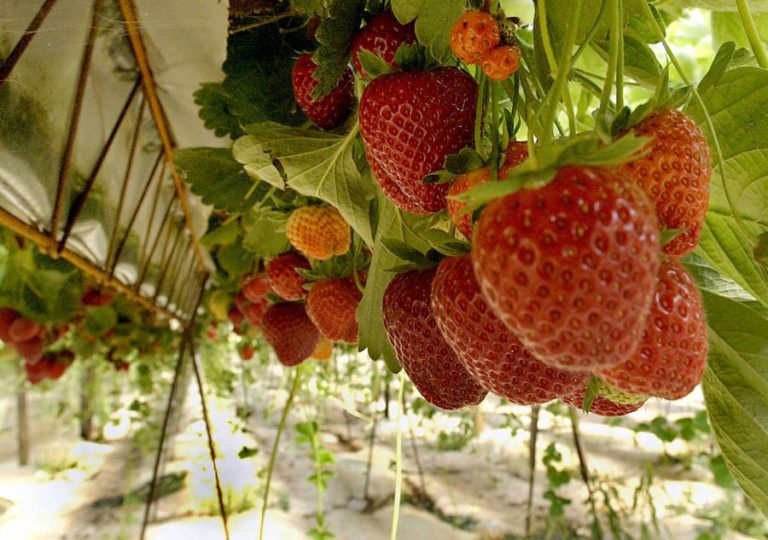 ‘BREXIT’: PRODUTORES DE PEQUENOS FRUTOS VERMELHOS PROCURAM MERCADOS ALTERNATIVOS