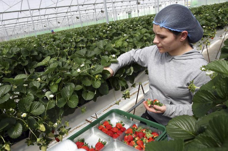 PRODUTORES DE PEQUENOS FRUTOS VERMELHOS PROCURAM MERCADOS ALTERNATIVOS DEVIDO AO ‘BREXIT’