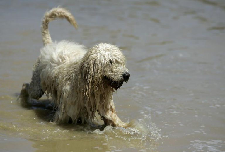 CÃES DE RAÇAS PORTUGUESAS NÃO ESTÃO NA MODA E ATRAVESSAM “CRISE”