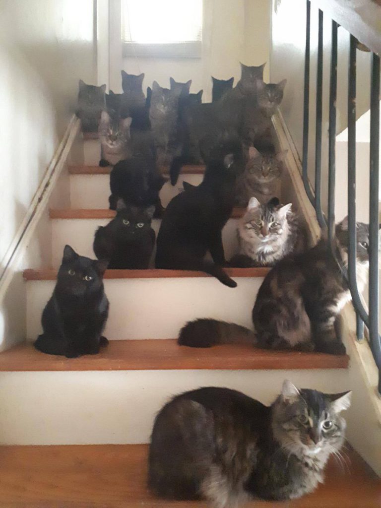 Foto: Twitter Toronto Cat Rescue
