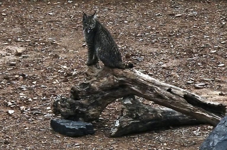 FÊMEA DE LINCE IBÉRICO ENCONTRADA MORTA EM ESPANHA