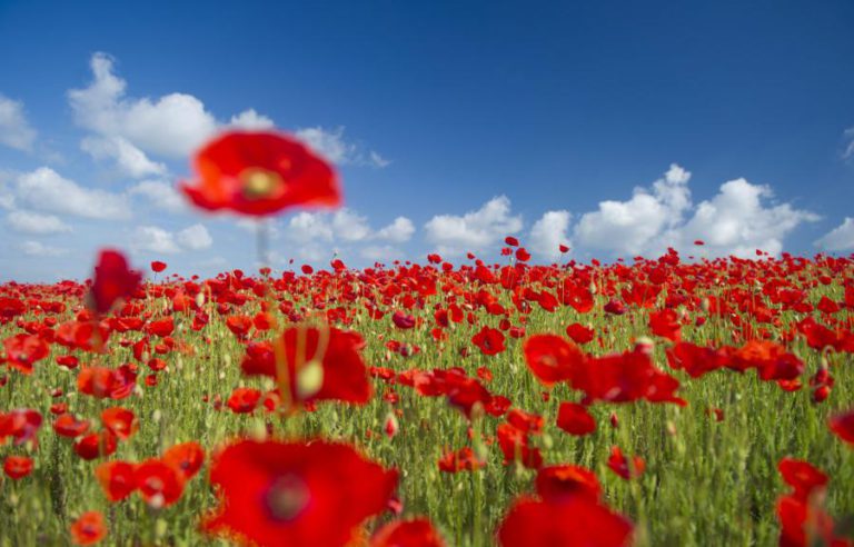 PÓLENES MUITO ELEVADOS EM TODAS AS REGIÕES DO CONTINENTE NOS PRÓXIMOS DIAS