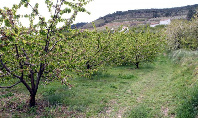 REGADIO DA COVA DA BEIRA ANTECIPA CAMPANHA DEVIDO À SECA