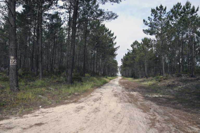 GNR MULTOU ICNF POR FALTA DE LIMPEZA DA MATA NACIONAL DE LEIRIA