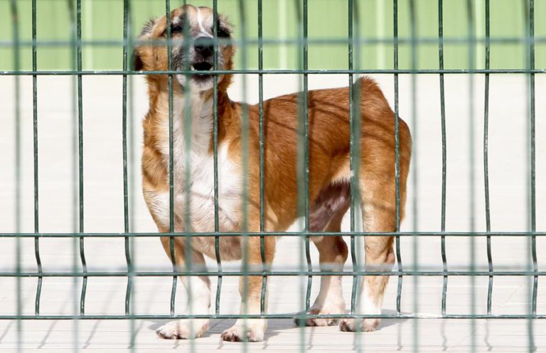 INQUÉRITOS-CRIME POR ABANDONO E MAUS TRATOS A ANIMAIS SUBIRAM 20,6% EM 2018