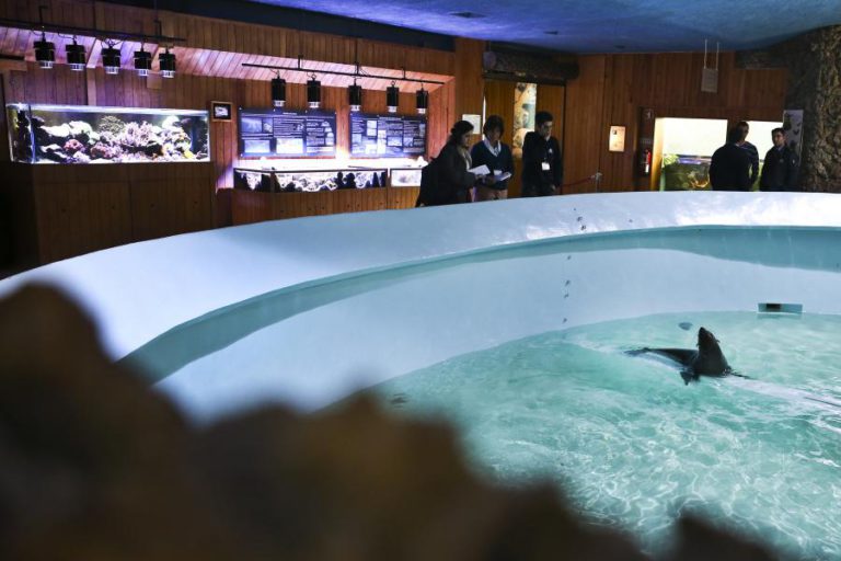 RECUPERAÇÃO DO AQUÁRIO VASCO DA GAMA IMPLICA INVESTIMENTO DE 1,5 MILHÕES DE EUROS