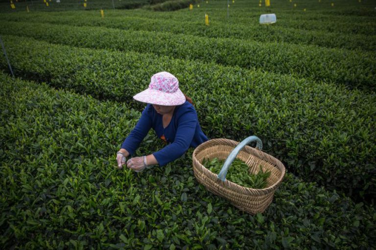 CHINA CRITICA DECISÃO DA OMC QUE DEU RAZÃO AOS EUA SOBRE SUBSÍDIOS AGRÍCOLAS DE PEQUIM