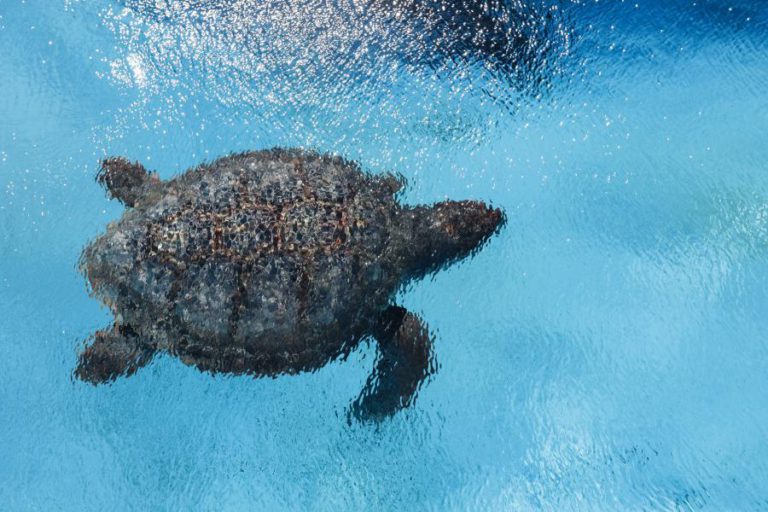 TARTARUGAS VÃO SER A PRIMEIRA ESPÉCIE COM BASE DE DADOS EM CABO VERDE