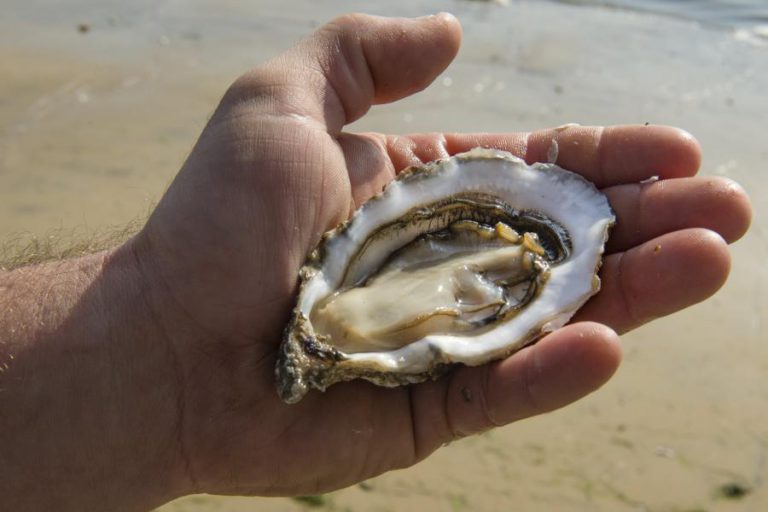 ATUALIZADAS ZONAS DE PRODUÇÃO DE MOLUSCOS BIVALVES VIVOS NO CONTINENTE