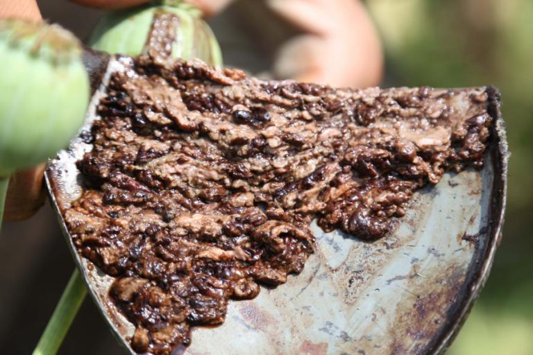 AFEGANISTÃO REGISTA AUMENTO NA PRODUÇÃO ILÍCITA DE ÓPIO EM 2017