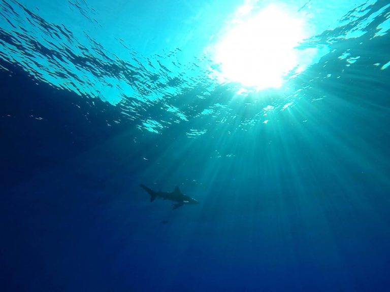 17 ESPÉCIES DE TUBARÕES E RAIAS COLOCADAS NA LISTA VERMELHA DE ESPÉCIES EM RISCO