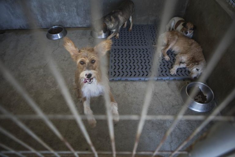 GNR RESGATA 38 ANIMAIS DE COMPANHIA EM HABITAÇÃO NO MONTIJO