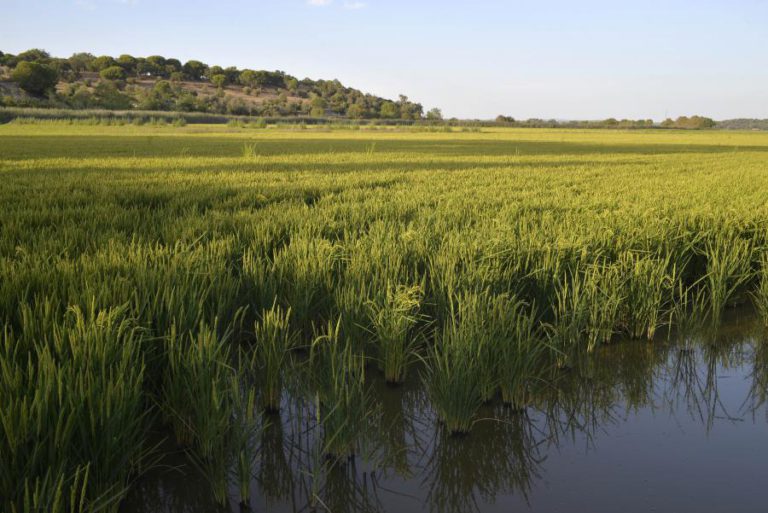 SECA: PRODUTORES DE ARROZ DO VALE DO SADO ESTIMAM QUEBRA DE 20 A 25% DA ÁREA DE CULTIVO