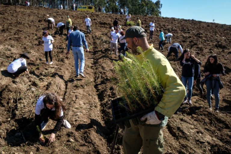 CERCA DE 100 ALUNOS FAZEM “RENASCER” FLORESTA DE VIANA DO CASTELO DESTRUÍDA PELO FOGO