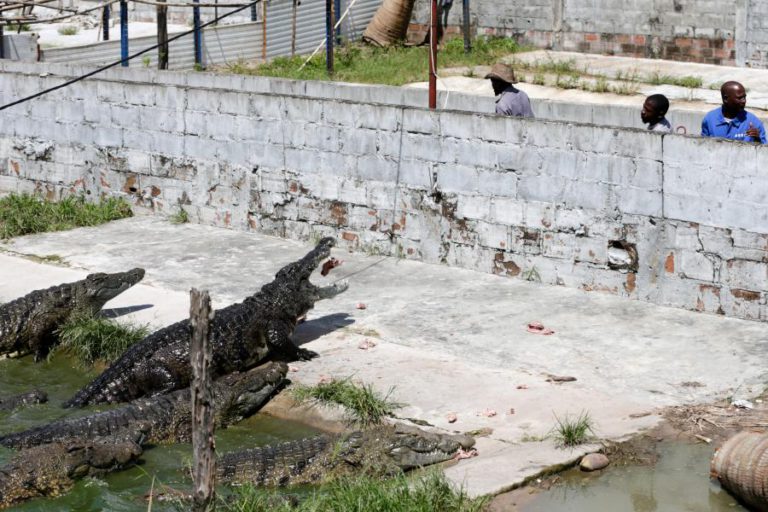 IDAI: OS 40 MAGNÍFICOS QUE GUARDARAM 26 MIL CROCODILOS